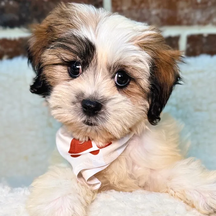 Female Shih Tzu / Bichon puppy for sale at Shake A Paw Union.