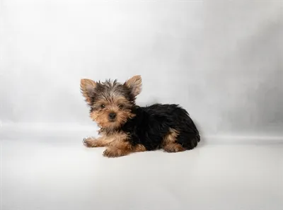 Female Yorkshire Terrier puppy for sale at Shake A Paw Green Brook.