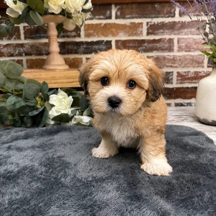Female Havanese / Bichon puppy for sale at Shake A Paw Union.