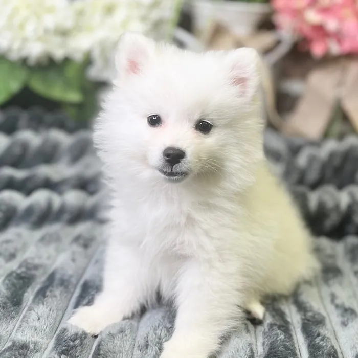 Female American Eskimo puppy for sale at Shake A Paw Green Brook.