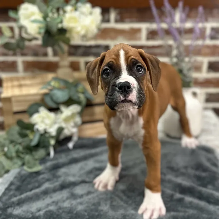 Male Boxer puppy for sale at Shake A Paw Union.