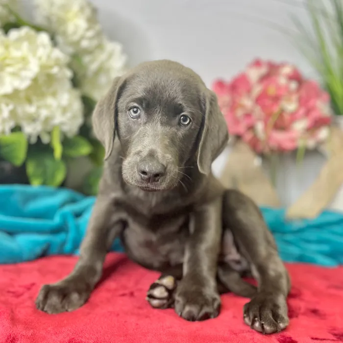 Female Labrador Retriever puppy for sale at Shake A Paw Green Brook.