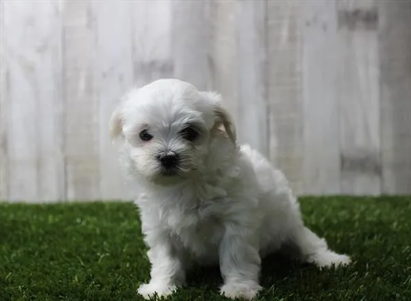 Female Maltese puppy for sale at Shake A Paw Green Brook.