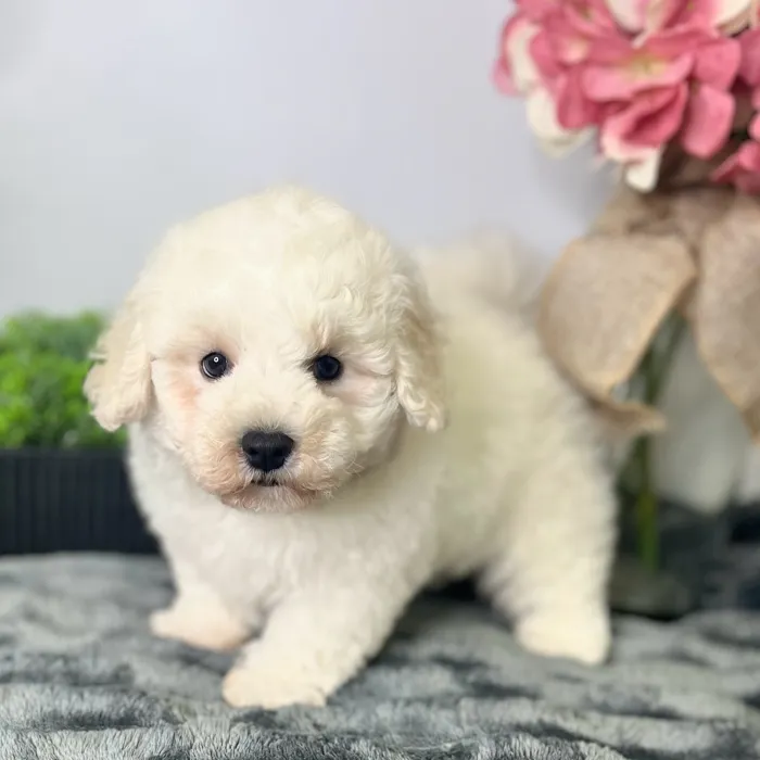 Female Bichon Frise puppy for sale at Shake A Paw Green Brook.