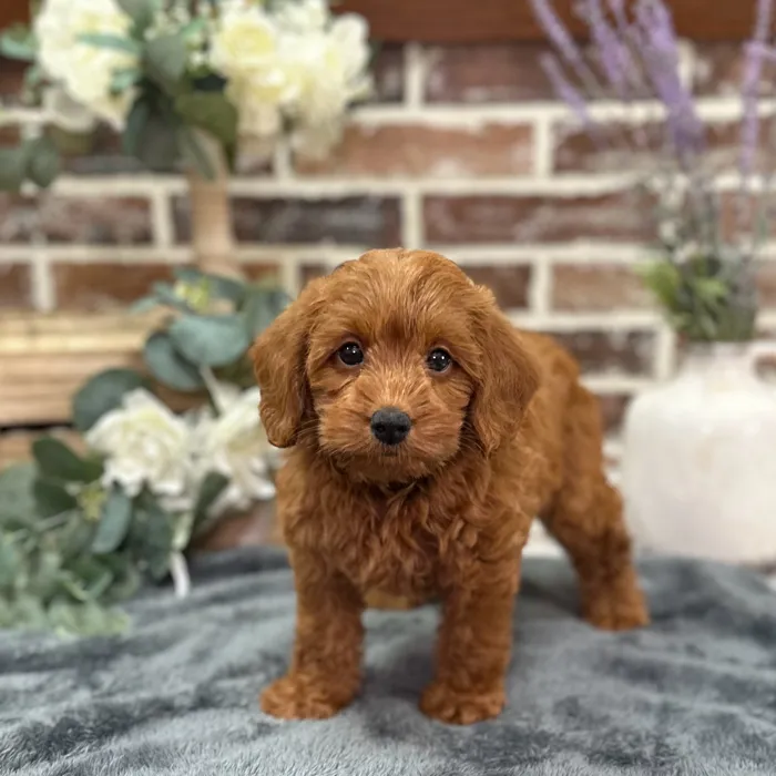 Female Mini Labradoodle 2Nd Gen puppy for sale at Shake A Paw Union.