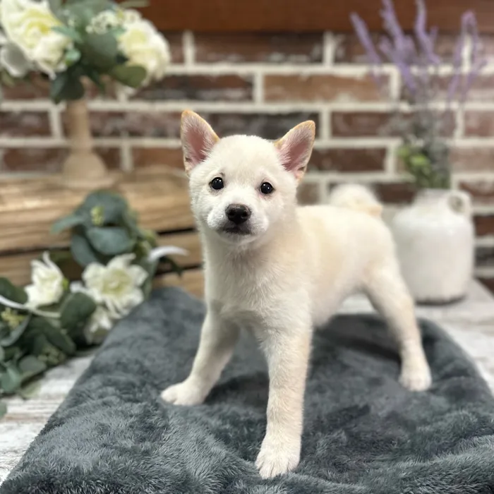 Male Shiba Inu puppy for sale at Shake A Paw Union.