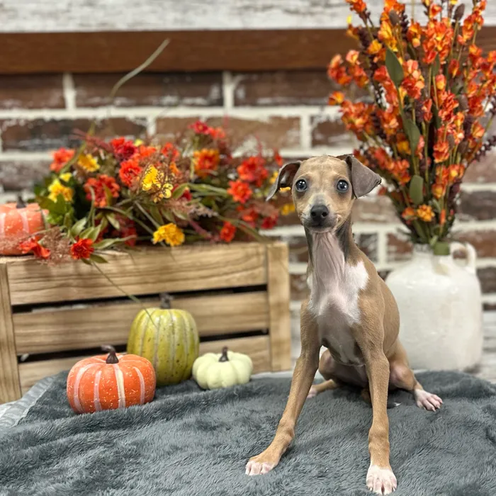 Female Italian Greyhound puppy for sale at Shake A Paw Union.