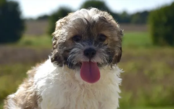 Male Shih Tzu / Bichon puppy for sale at Shake A Paw Union.