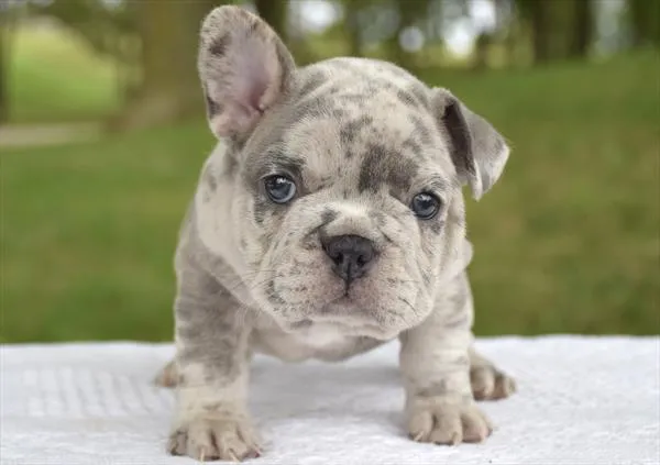 Female French Bulldog puppy for sale at Shake A Paw Union.