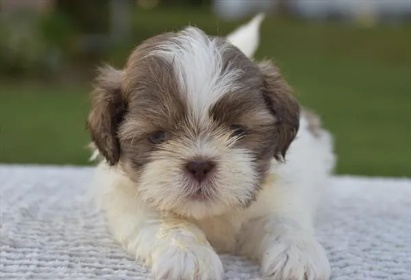 Male Shih Tzu puppy for sale at Shake A Paw Union.