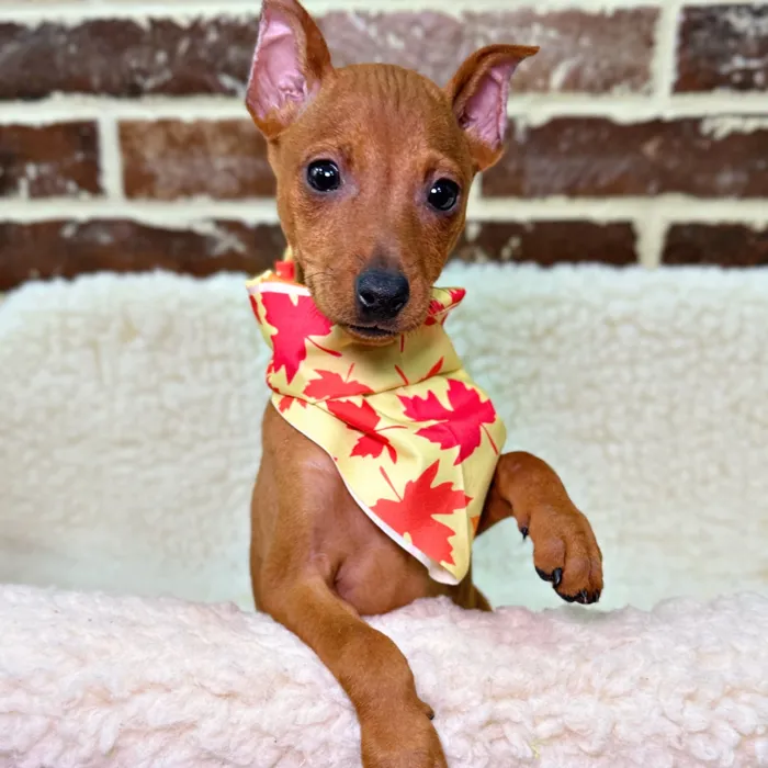 Female Miniature Pinscher puppy for sale at Shake A Paw Union.