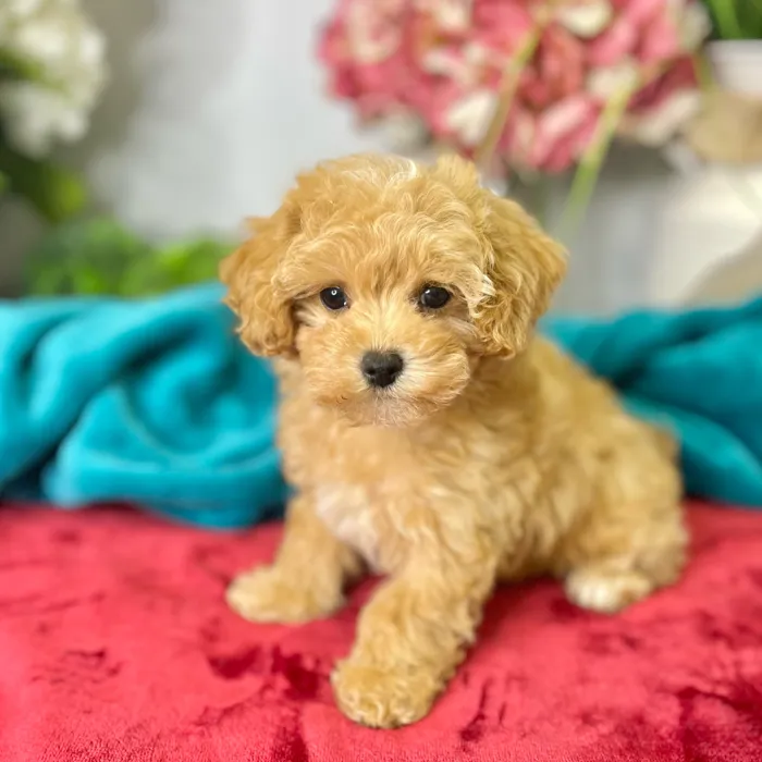 Female Maltipoo puppy for sale at Shake A Paw Green Brook.