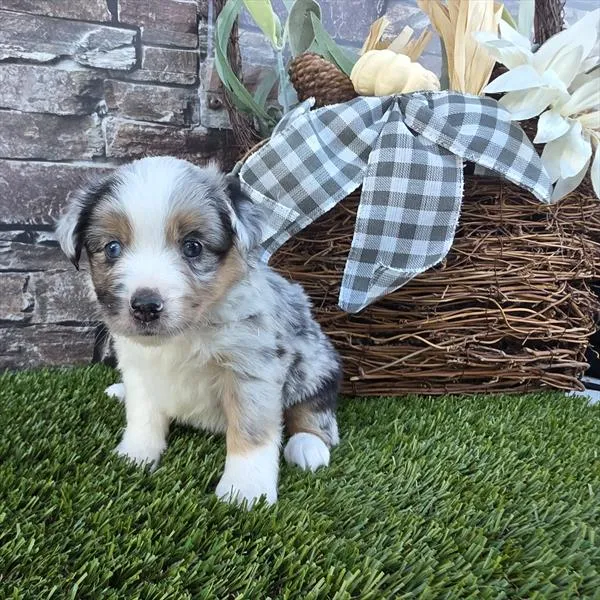 Female Mini American Shepherd puppy for sale at Shake A Paw Green Brook.