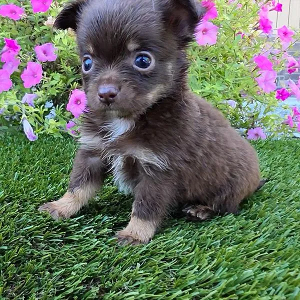 Male Chihuahua puppy for sale at Shake A Paw Union.