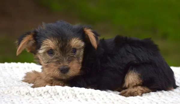 Female Yorkshire Terrier puppy for sale at Shake A Paw Union.