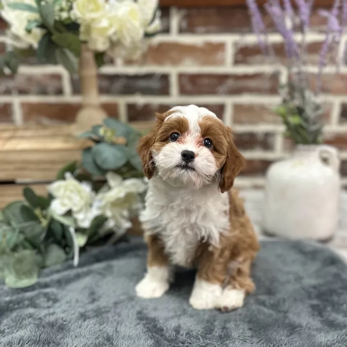 Female Cavapoo puppy for sale at Shake A Paw Union.