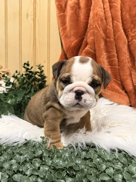 Female English Bulldog puppy for sale at Shake A Paw Union.