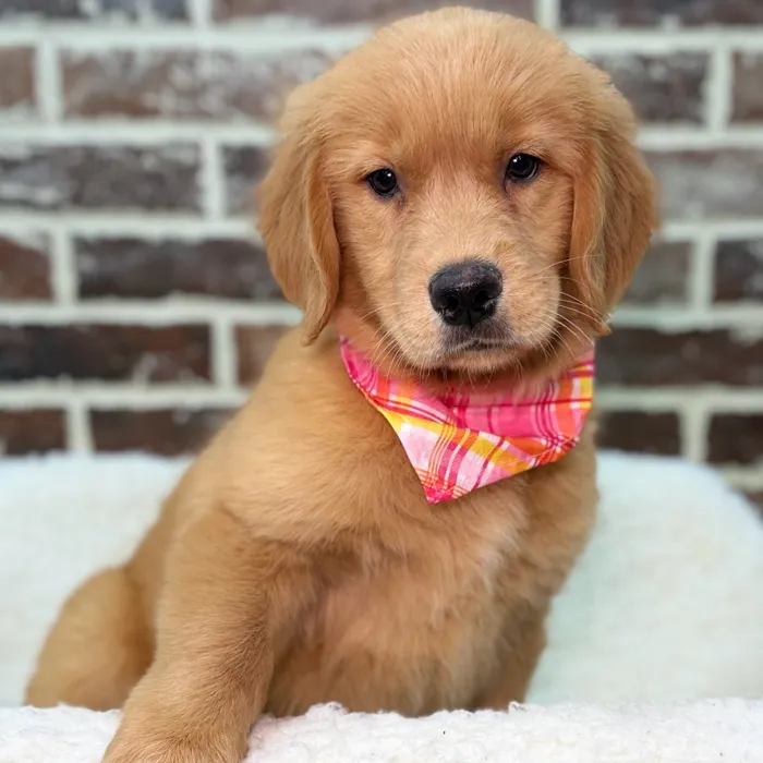 Female Golden Retriever puppy for sale at Shake A Paw Union.