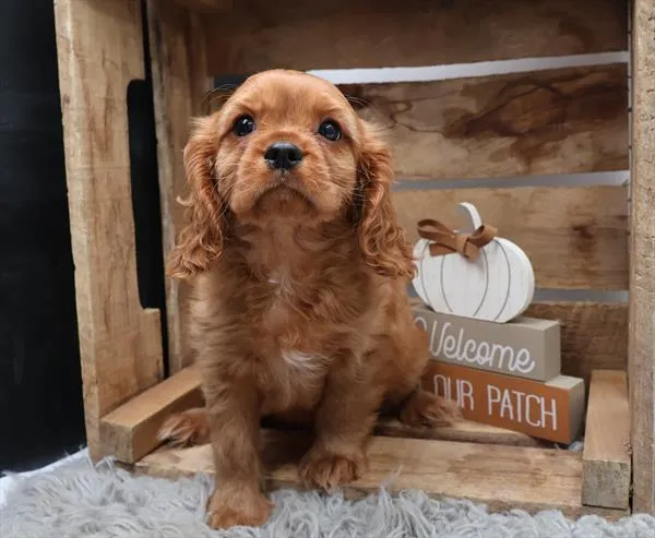 Male Cavalier King Charles Spaniel puppy for sale at Shake A Paw Union.