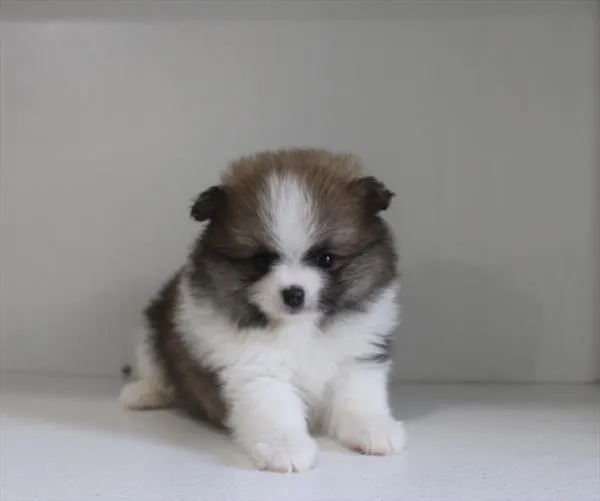 Male Pomeranian puppy for sale at Shake A Paw Union.