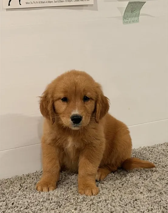 Male Golden Retriever puppy for sale at Shake A Paw Green Brook.