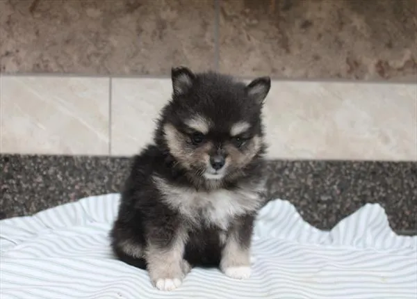 Female Pomeranian puppy for sale at Shake A Paw Green Brook.