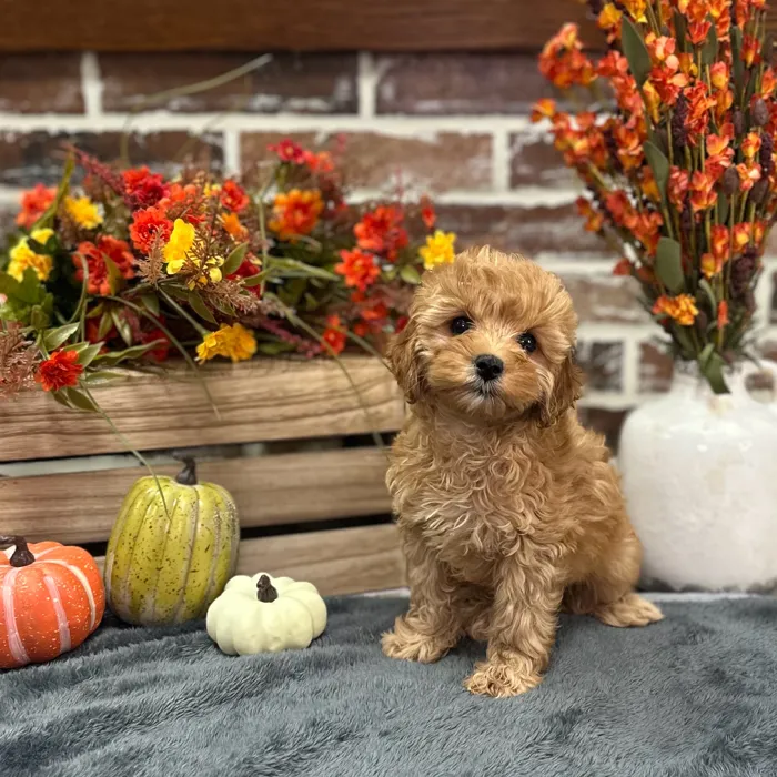 Female Cockapoo 2Nd Gen puppy for sale at Shake A Paw Union.