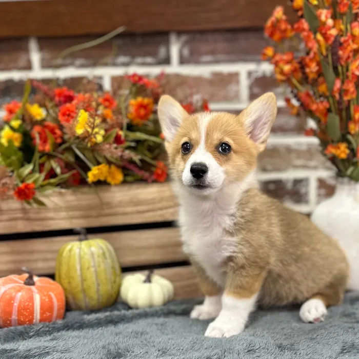 Female Pembroke Welsh Corgi puppy for sale at Shake A Paw Union.