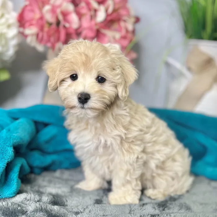 Female Maltipoo puppy for sale at Shake A Paw Green Brook.