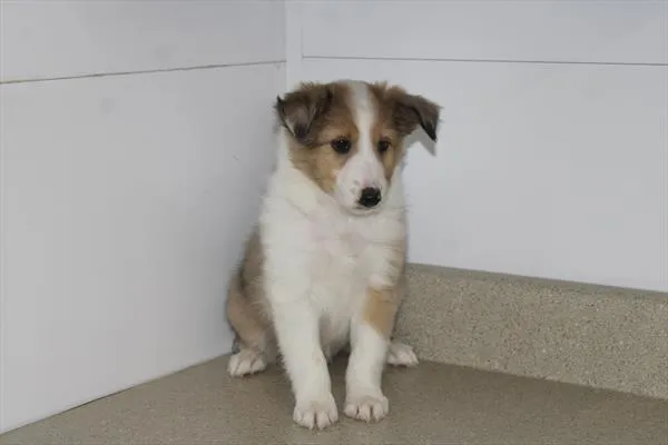 Male Shetland Sheepdog puppy for sale at Shake A Paw Green Brook.