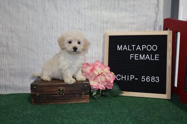 Female Maltipoo puppy for sale at Shake A Paw Union.