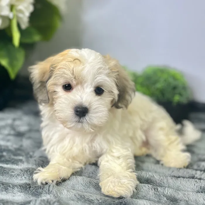 Male Havanese puppy for sale at Shake A Paw Green Brook.