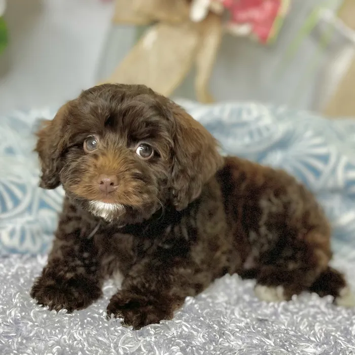 Female Schnoodle puppy for sale at Shake A Paw Green Brook.