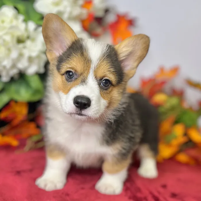 Male Pembroke Welsh Corgi puppy for sale at Shake A Paw Green Brook.