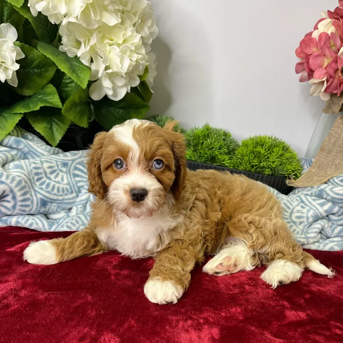 Female Cavapoo puppy for sale at Shake A Paw Green Brook.