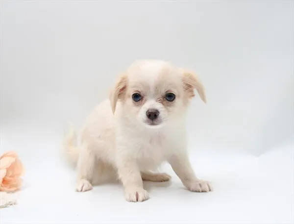 Female Chihuahua puppy for sale at Shake A Paw Green Brook.