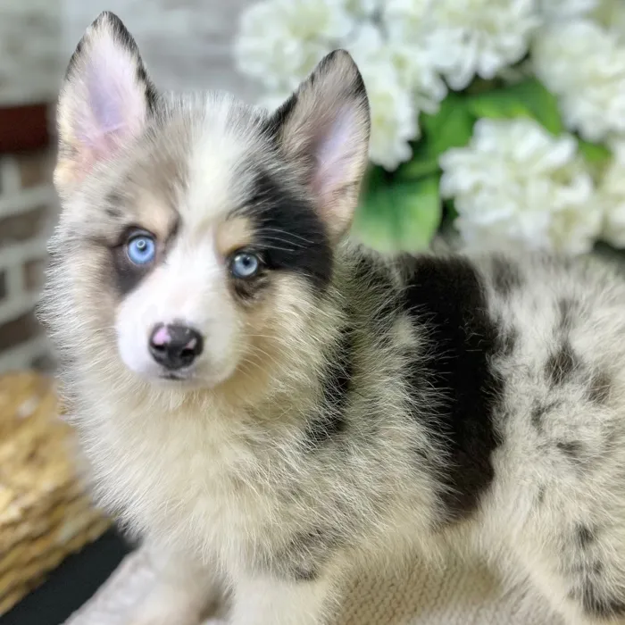 Male Pomsky 2Nd Gen puppy for sale at Shake A Paw Green Brook.