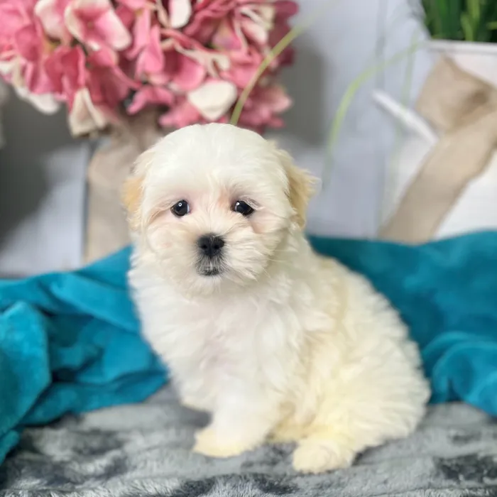 Male Maltese / Shih Tzu puppy for sale at Shake A Paw Green Brook.