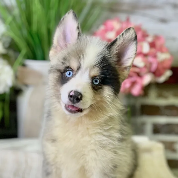 Male Pomsky 2Nd Gen puppy for sale at Shake A Paw Green Brook.