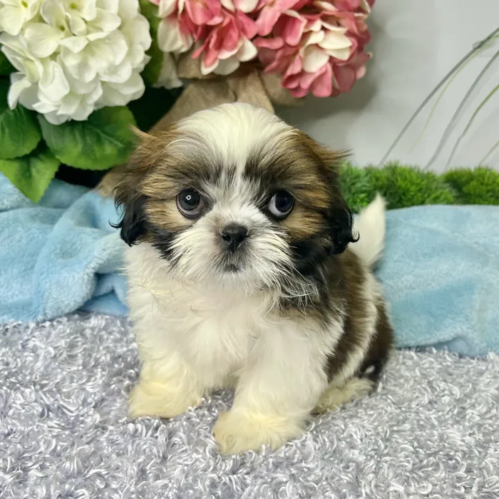 Female Shih Tzu puppy for sale at Shake A Paw Green Brook.