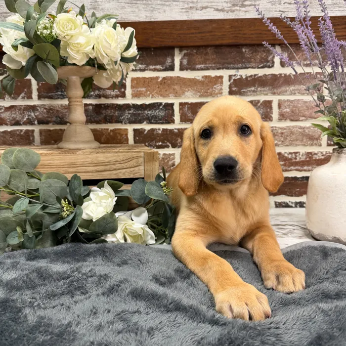 Male Labrador Retriever puppy for sale at Shake A Paw Union.