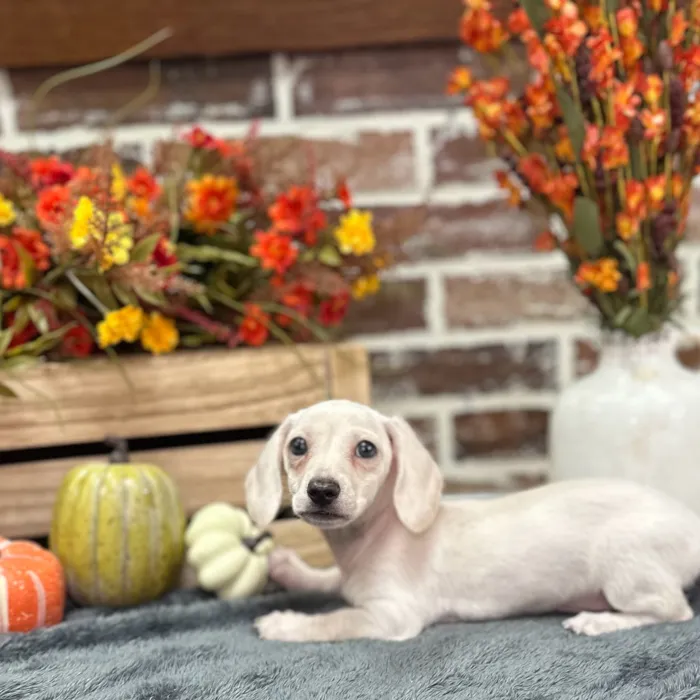 Female Dachshund puppy for sale at Shake A Paw Union.
