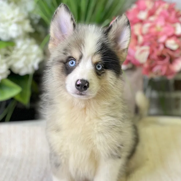 Male Pomsky 2Nd Gen puppy for sale at Shake A Paw Green Brook.