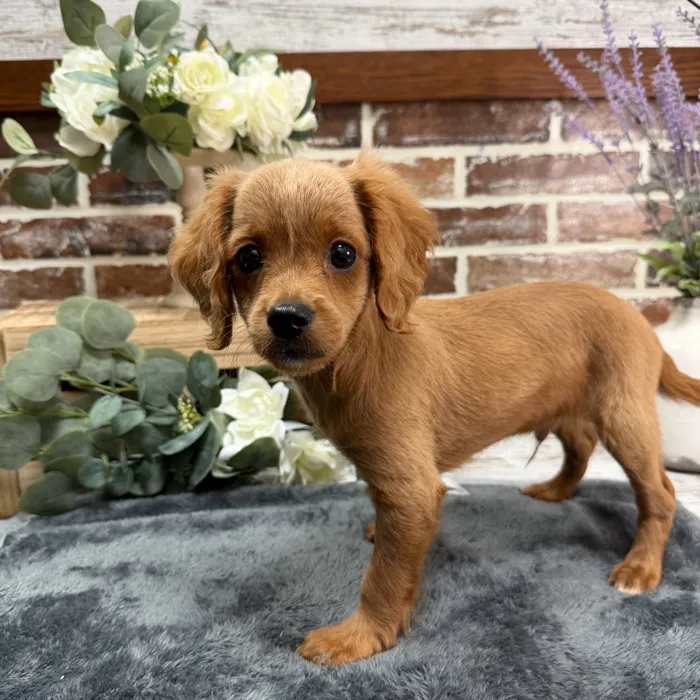 Male Cavapoo puppy for sale at Shake A Paw Union.