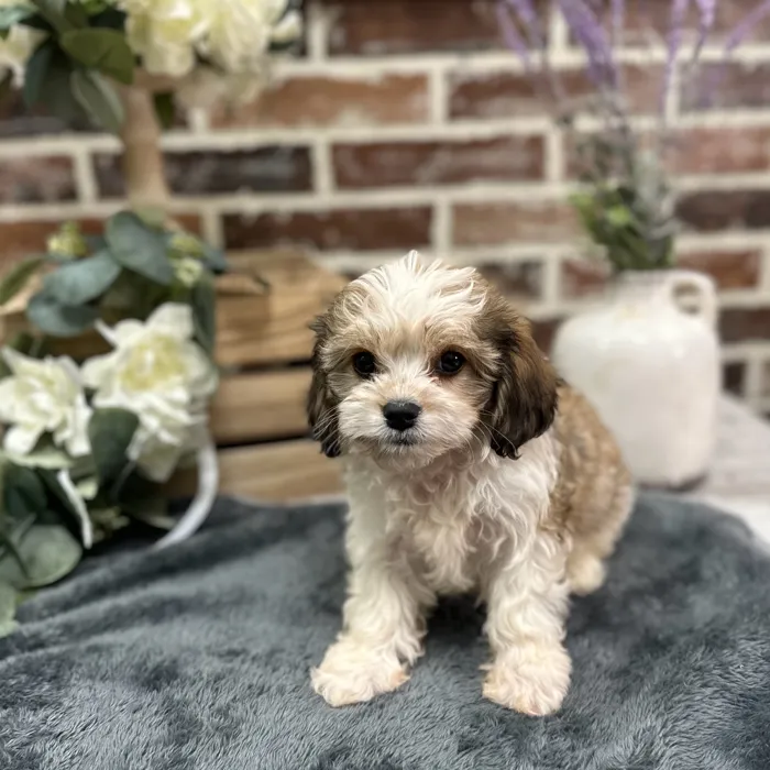 Male Cavachon puppy for sale at Shake A Paw Union.