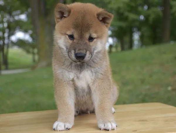 Male Shiba Inu puppy for sale at Shake A Paw Union.