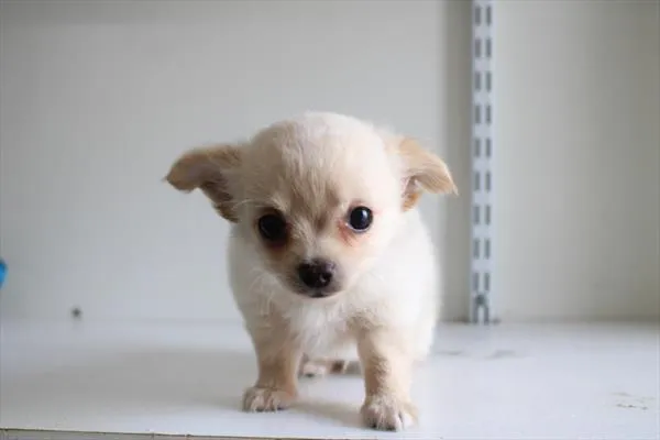 Male Chihuahua puppy for sale at Shake A Paw Union.