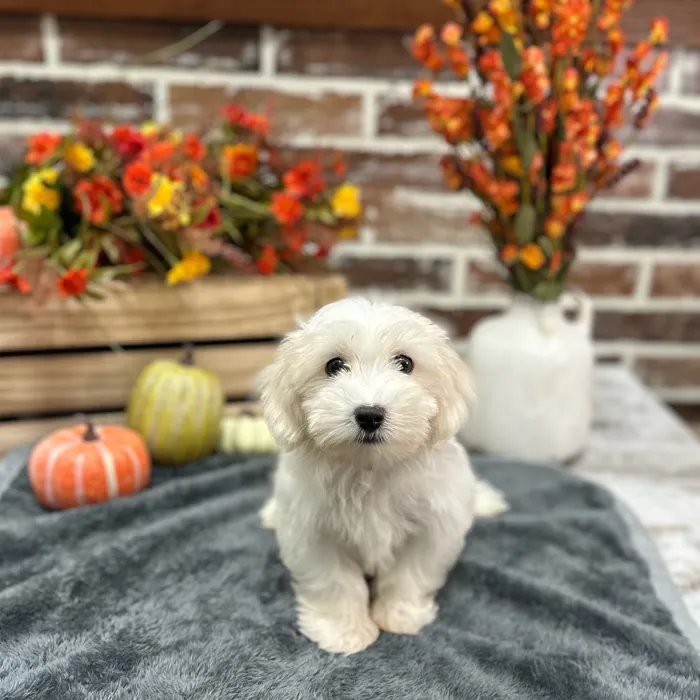Male Coton De Tulear puppy for sale at Shake A Paw Union.