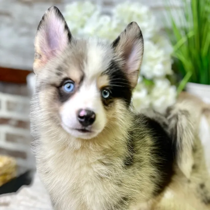 Male Pomsky 2Nd Gen puppy for sale at Shake A Paw Green Brook.