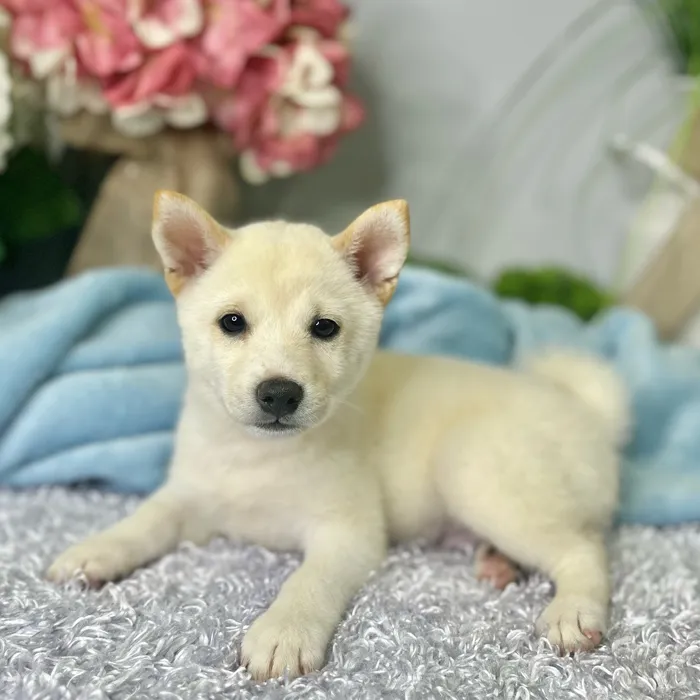 Male Shiba Inu puppy for sale at Shake A Paw Green Brook.